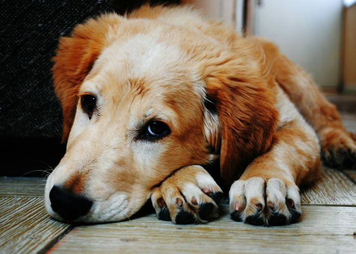 Dog laying down