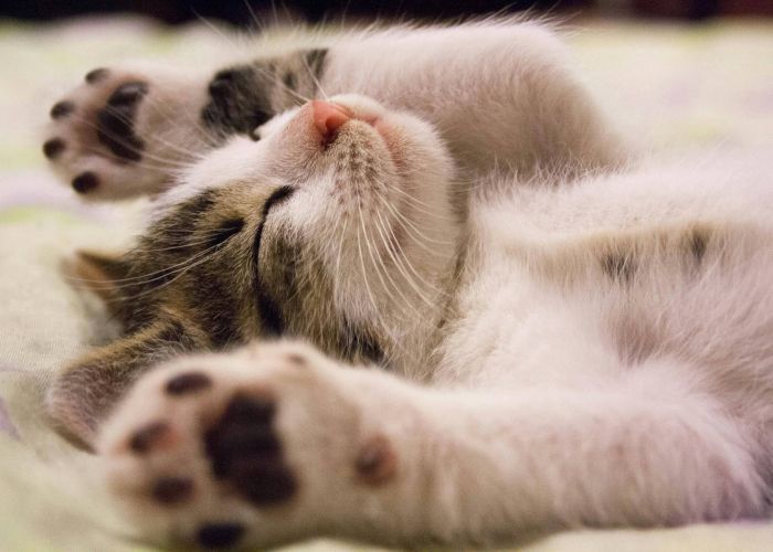 Kitten sleeping on bed